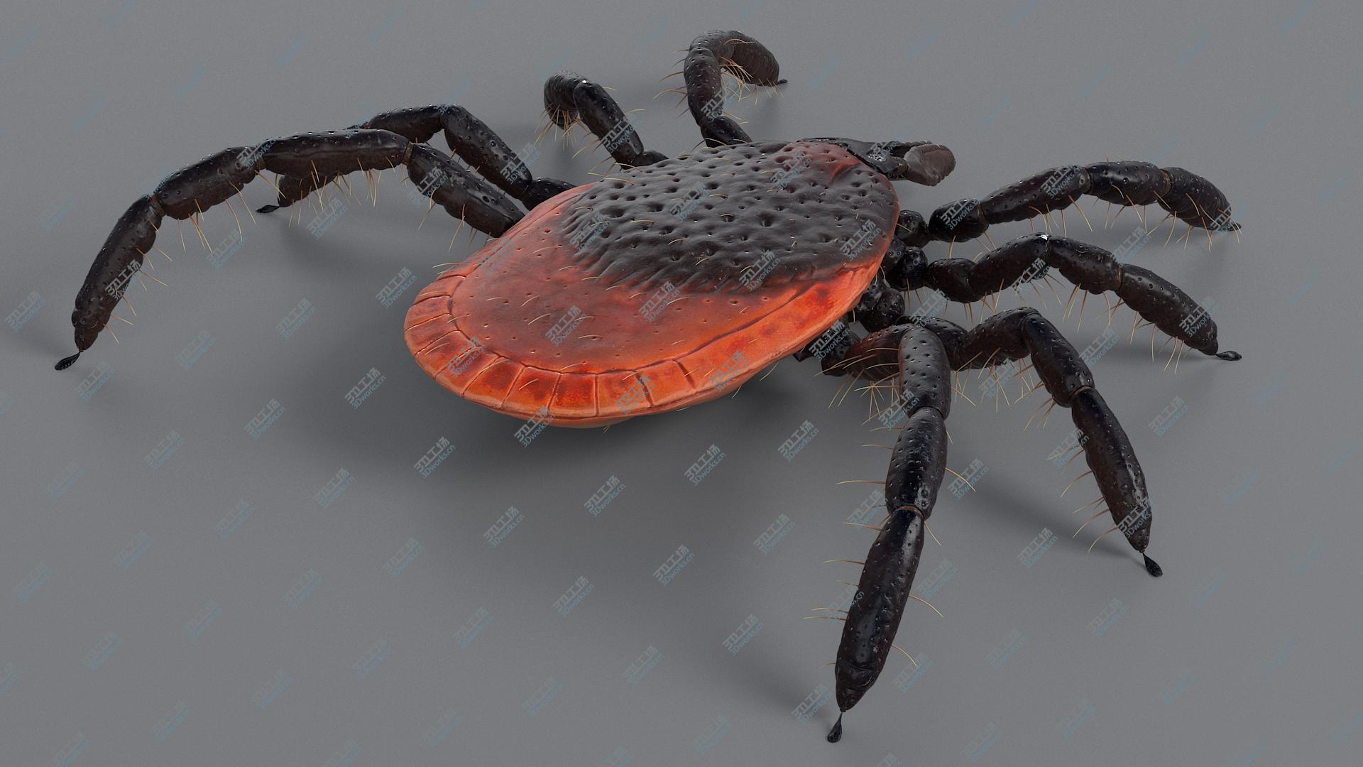 images/goods_img/2021040233/Realistic Tick model/4.jpg